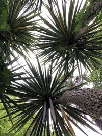 Close-up of palm tree