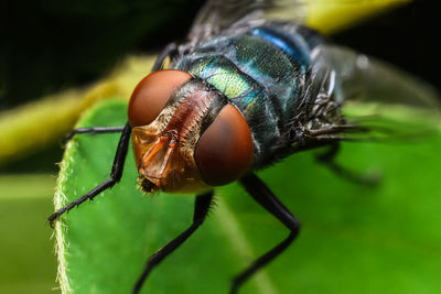 Close-up of fly on leaf