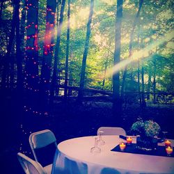 Trees growing in the dark