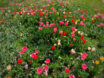 Close-up of pink flowering plants on field