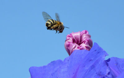 Low angle view of bee flying over flower against clear sky