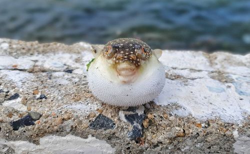 Close-up of crab on rock