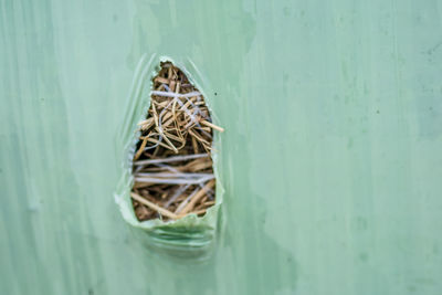 High angle view of lizard in basket on table against wall