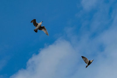 Low angle view of seagull flying against sky