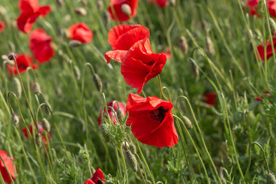 Close-up of red poppy flowers