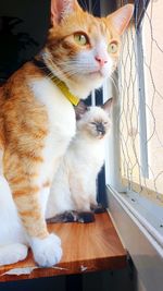 Cat sitting on table at home