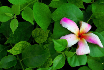 Close-up of pink flowering plant