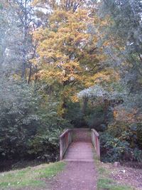 Narrow walkway along trees