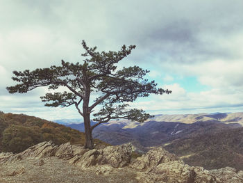 Tree on rock against sky