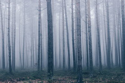 Bare trees in forest during foggy weather