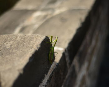 High angle view of praying mantis on retaining wall at great wall of china