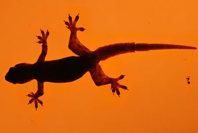 Lizard on a silhouette of a orange sunset