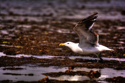Close-up of seagull flying over sea