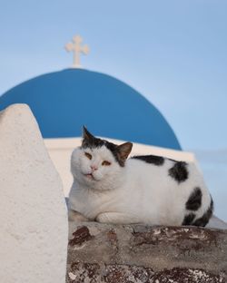 Cat relaxing against the wall