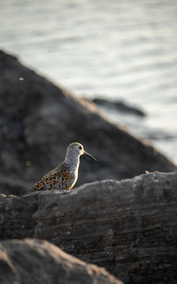 Close-up of bird perching on rock