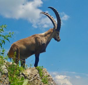 Capricorn on a rock