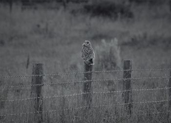 Bird perching on a fence