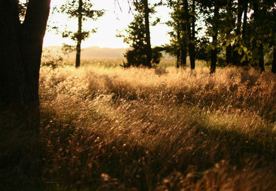 Grass growing on field