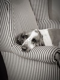 Close-up portrait of dog