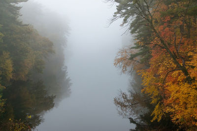 Trees in forest during autumn