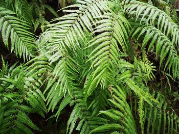 High angle view of fern amidst trees in forest