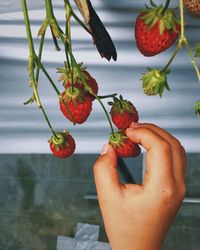 Cropped hand picking strawberry