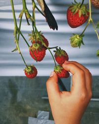 Close-up of hand holding fruits