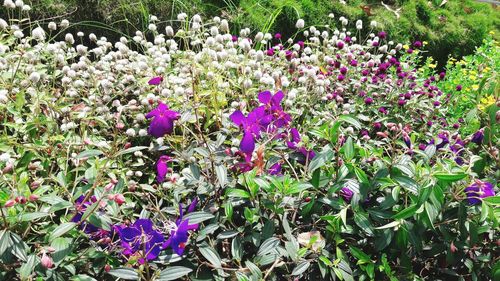 Close-up of purple flowers blooming in field