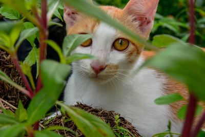 Close-up portrait of cat