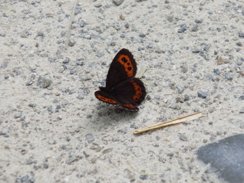 High angle view of ladybug on sand