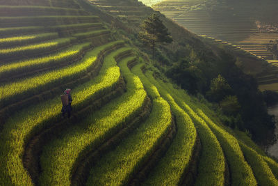 Scenic view of rice field