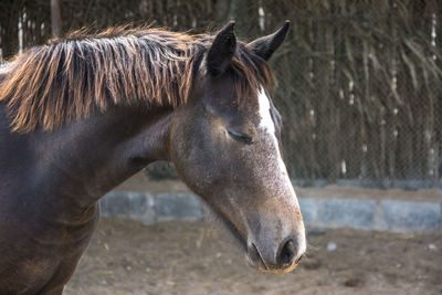 Close-up of horse in ranch