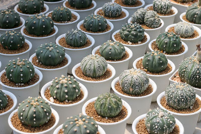 Full frame shot of plants