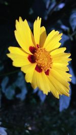 Close-up of yellow flower
