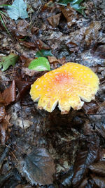 High angle view of yellow flower growing on tree trunk