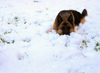 Dog on snow covered field