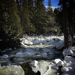 Scenic view of forest