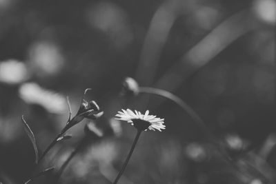 Close-up of flower blooming outdoors