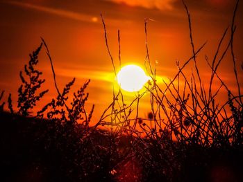 Plants at sunset