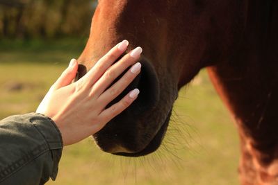 Cropped hand of woman stroking horse