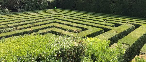 Plants growing on field