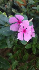 Close-up of pink flowers