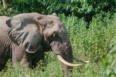 Elephant in forest