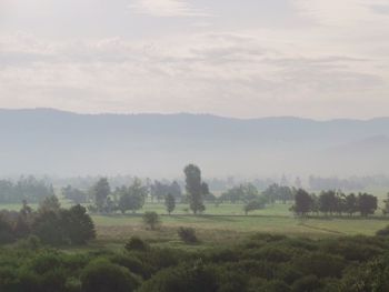 Scenic view of agricultural field against sky