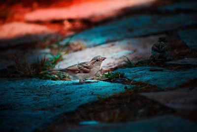 Close-up of bird on wall