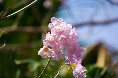 Close-up of purple flower