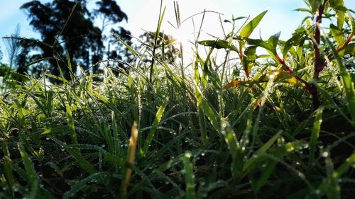 Close-up of grass growing on field