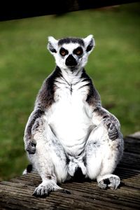 A ring tailed lemur not looking very impressed