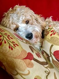 Portrait of a dog lying on bed