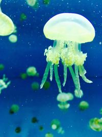 Close-up of jellyfish swimming underwater